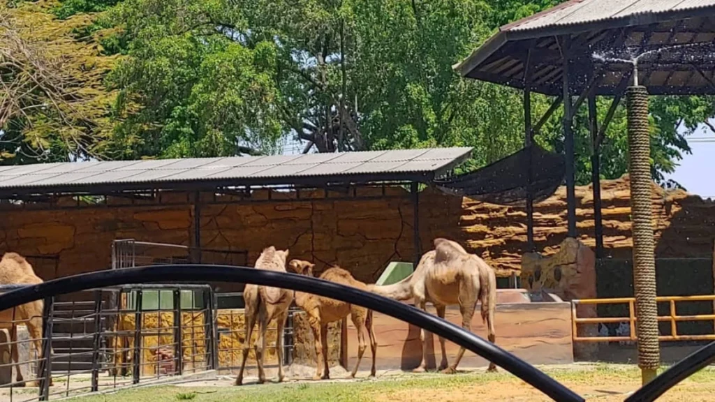 harga tiket kebun binatang surabaya terbaru