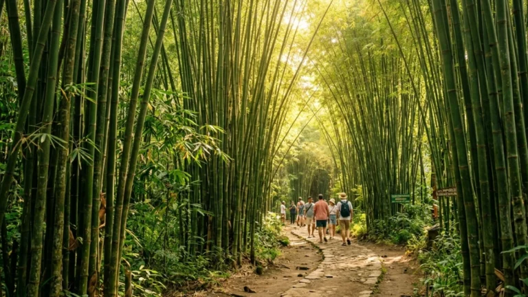 Pemandangan rimbun Hutan Bambu Keputih sebagai wisata Surabaya seperti Jepang yang estetik.